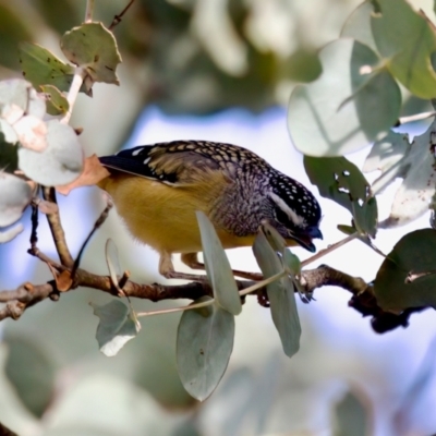 Pardalotus punctatus (Spotted Pardalote) at Florey, ACT - 5 Jul 2024 by KorinneM