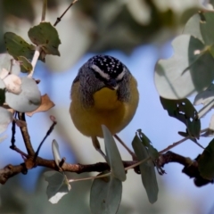 Pardalotus punctatus at Florey, ACT - 5 Jul 2024