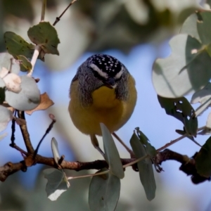 Pardalotus punctatus at Florey, ACT - 5 Jul 2024