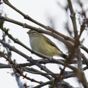 Smicrornis brevirostris at Florey, ACT - 5 Jul 2024