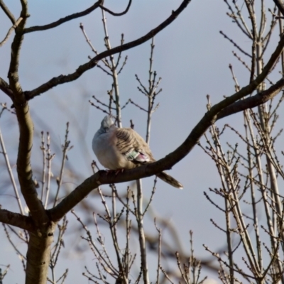 Ocyphaps lophotes (Crested Pigeon) at Florey, ACT - 5 Jul 2024 by KorinneM