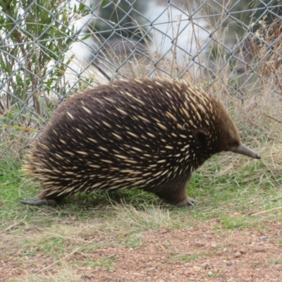 Tachyglossus aculeatus (Short-beaked Echidna) at Woodstock Nature Reserve - 5 Jul 2024 by Christine