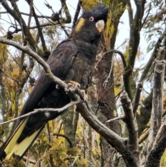 Zanda funerea (Yellow-tailed Black-Cockatoo) at Red Hill Nature Reserve - 5 Jul 2024 by Steve818