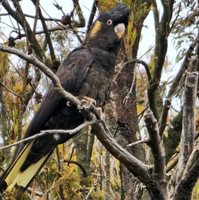 Zanda funerea (Yellow-tailed Black-Cockatoo) at Red Hill Nature Reserve - 5 Jul 2024 by Steve818