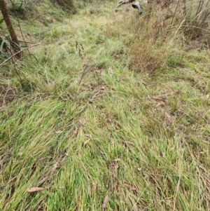 Nassella neesiana at Red Hill Nature Reserve - 6 Jul 2024