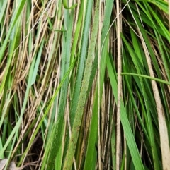 Nassella neesiana at Red Hill Nature Reserve - 6 Jul 2024