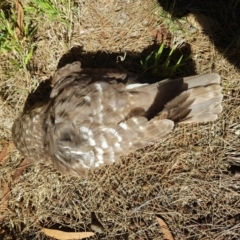 Ninox boobook (Southern Boobook) at Stirling, ACT - 6 Jul 2024 by DesB