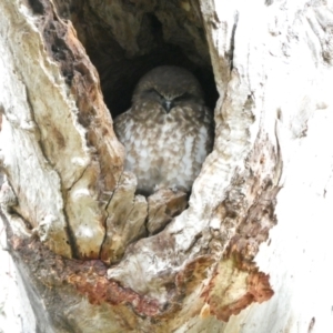 Ninox boobook at Stirling, ACT - 6 Jul 2024