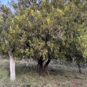 Exocarpos cupressiformis at QPRC LGA - 25 Apr 2024