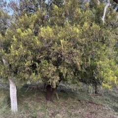 Exocarpos cupressiformis at QPRC LGA - 25 Apr 2024