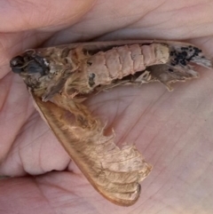 Lepidoptera unclassified ADULT moth at QPRC LGA - 10 Jun 2024 by yellowboxwoodland