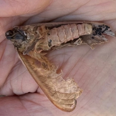 Lepidoptera unclassified ADULT moth at QPRC LGA - 10 Jun 2024 by yellowboxwoodland