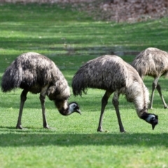 Dromaius novaehollandiae (Emu) at Cotter Reserve - 17 Sep 2020 by davidcunninghamwildlife