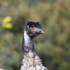 Dromaius novaehollandiae at Cotter Reserve - 17 Sep 2020