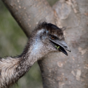 Dromaius novaehollandiae at Cotter Reserve - 17 Sep 2020