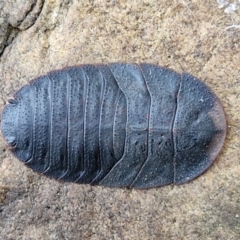 Laxta sp. (genus) (Bark cockroach) at Kingsdale, NSW - 6 Jul 2024 by trevorpreston