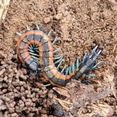 Scolopendra sp. (genus) (Centipede) at Alison Hone Reserve - 6 Jul 2024 by trevorpreston