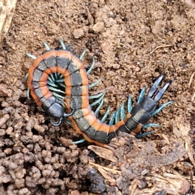 Scolopendra sp. (genus) (Centipede) at Alison Hone Reserve - 6 Jul 2024 by trevorpreston