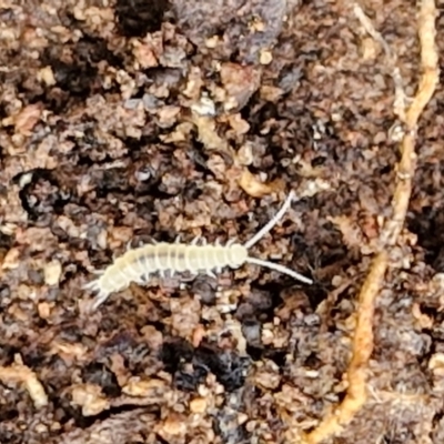 Symphyla (class) (Symphylan or garden centipede) at Alison Hone Reserve - 6 Jul 2024 by trevorpreston