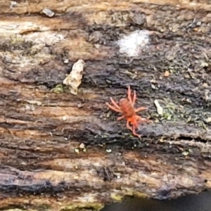 Bdellidae sp. (family) at Alison Hone Reserve - 6 Jul 2024