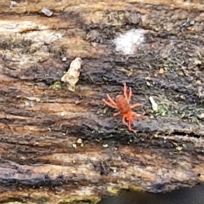 Bdellidae sp. (family) (Unidentified Snout Mite) at Alison Hone Reserve - 6 Jul 2024 by trevorpreston