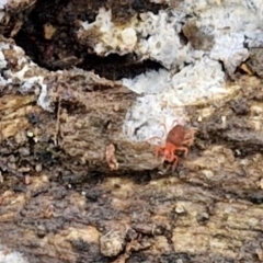 Bdellidae sp. (family) at Alison Hone Reserve - 6 Jul 2024