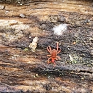 Bdellidae sp. (family) at Alison Hone Reserve - 6 Jul 2024