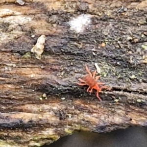 Bdellidae sp. (family) at Alison Hone Reserve - 6 Jul 2024