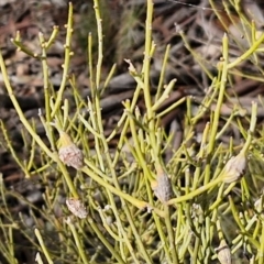 Omphacomeria acerba (Leafless Sour-bush) at Alison Hone Reserve - 6 Jul 2024 by trevorpreston