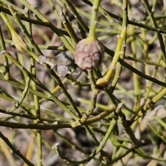 Omphacomeria acerba at Alison Hone Reserve - 6 Jul 2024