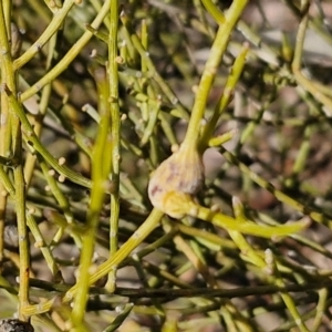 Omphacomeria acerba at Alison Hone Reserve - 6 Jul 2024