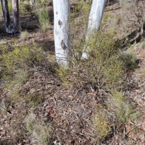 Omphacomeria acerba at Alison Hone Reserve - 6 Jul 2024