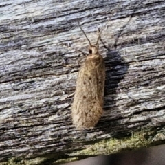Eulechria convictella (Eulechria convictella) at Alison Hone Reserve - 6 Jul 2024 by trevorpreston