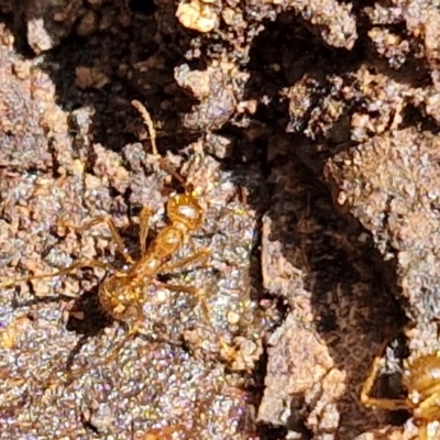 Aphaenogaster longiceps (Funnel ant) at Alison Hone Reserve - 6 Jul 2024 by trevorpreston