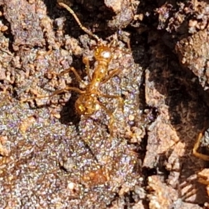 Aphaenogaster longiceps at Alison Hone Reserve - 6 Jul 2024