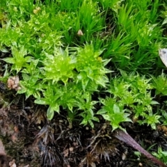 Unidentified Moss, Liverwort or Hornwort at Alison Hone Reserve - 6 Jul 2024 by trevorpreston