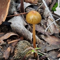 Protostropharia semiglobata at Kingsdale, NSW - 6 Jul 2024 by trevorpreston