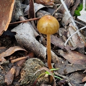 Protostropharia semiglobata at Alison Hone Reserve - 6 Jul 2024