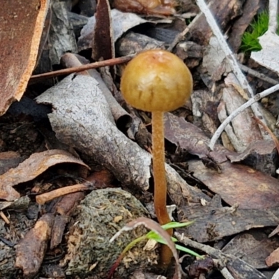 Protostropharia semiglobata at Alison Hone Reserve - 6 Jul 2024 by trevorpreston