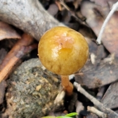 Protostropharia semiglobata at Alison Hone Reserve - 6 Jul 2024 12:09 PM