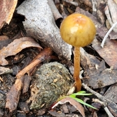 Protostropharia semiglobata at Alison Hone Reserve - 6 Jul 2024 12:09 PM