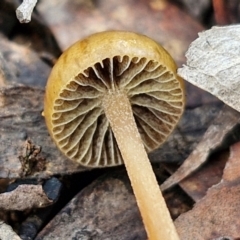 Protostropharia semiglobata at Alison Hone Reserve - 6 Jul 2024