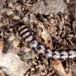 Paradoxosomatidae sp. (family) at Alison Hone Reserve - 6 Jul 2024