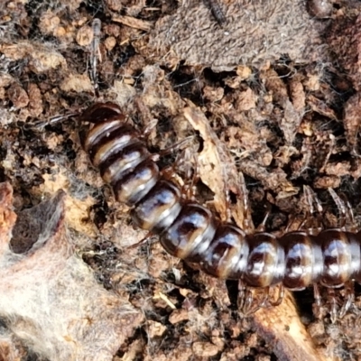 Paradoxosomatidae sp. (family) at Kingsdale, NSW - 6 Jul 2024 by trevorpreston
