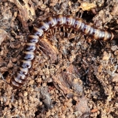 Paradoxosomatidae sp. (family) at Alison Hone Reserve - 6 Jul 2024