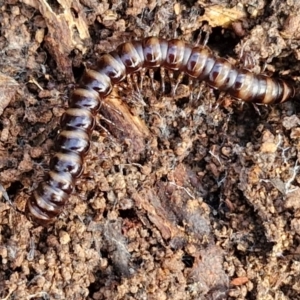 Paradoxosomatidae sp. (family) at Alison Hone Reserve - 6 Jul 2024