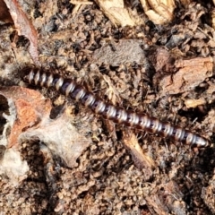 Paradoxosomatidae sp. (family) at Alison Hone Reserve - 6 Jul 2024