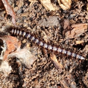 Paradoxosomatidae sp. (family) at Alison Hone Reserve - 6 Jul 2024