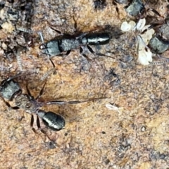 Rhytidoponera sp. (genus) (Rhytidoponera ant) at Alison Hone Reserve - 6 Jul 2024 by trevorpreston