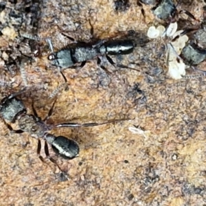 Rhytidoponera sp. (genus) at Alison Hone Reserve - 6 Jul 2024